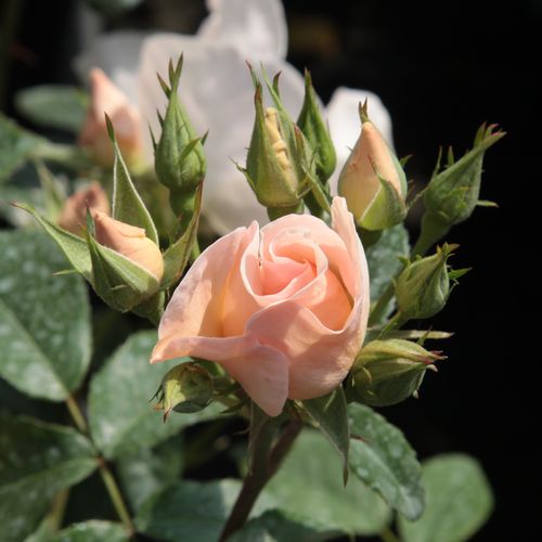 Rosa  Sally Holmes™ - bílá - Stromková růže s drobnými květy - stromková růže s keřovitým tvarem koruny